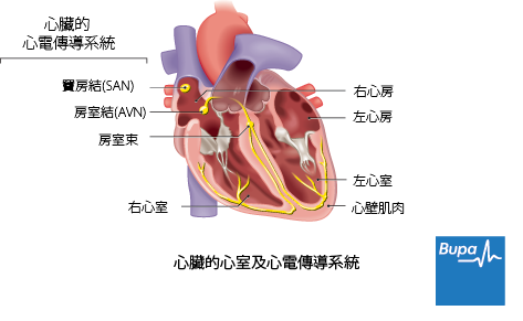 arrhythmia_chi