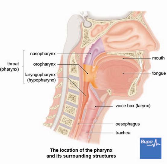 Pharyngitis-Eng