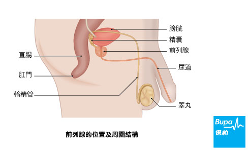 prostate_bladder_chi-b